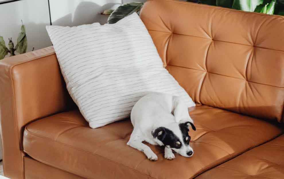 Limpeza de sofá da MT Clean - Sofá couro cachorro encima